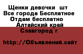 Щенки девочки 4шт - Все города Бесплатное » Отдам бесплатно   . Алтайский край,Славгород г.